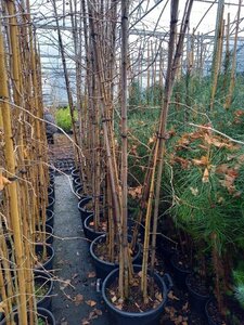 Ginkgo biloba 250-300 cm cont. 30L meerstammig