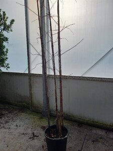 Ginkgo biloba 250-300 cm cont. 30L meerstammig - afbeelding 2