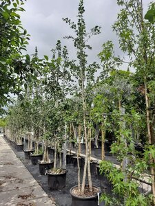 Ginkgo biloba 300-350 cm draadkluit meerstammig