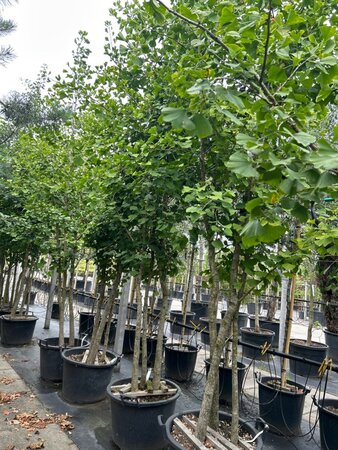 Ginkgo biloba 300-350 cm WRB multi-stem - image 1