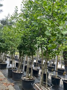 Ginkgo biloba 300-350 cm WRB multi-stem