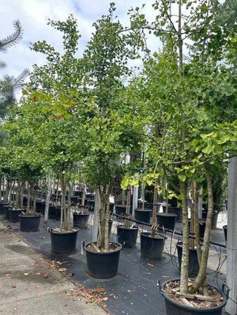 Ginkgo biloba 300-350 cm WRB multi-stem - image 2
