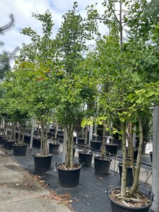 Ginkgo biloba 300-350 cm WRB multi-stem - image 2