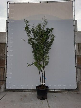 Gleditsia triacanthos inermis (DOORNLOOS) 250-300 cm draadkluit meerstammig - afbeelding 6
