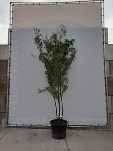 Gleditsia triacanthos inermis (DOORNLOOS) 250-300 cm draadkluit meerstammig - afbeelding 6