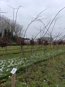 Gleditsia triac. 'Rubylace' 200-250 cm WRB multi-stem