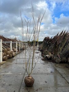 Gleditsia triac. 'Skyline' 300-350 cm draadkluit meerstammig