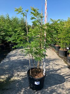 Gleditsia triac. 'Sunburst' 175-200 cm cont. 95L multi-stem