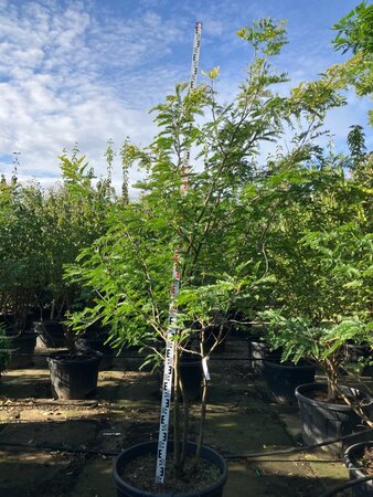 Gleditsia triac. 'Sunburst' 250-275 cm cont. 150L meerstammig - afbeelding 2