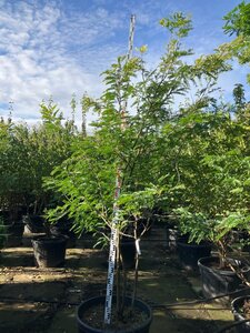 Gleditsia triac. 'Sunburst' 250-275 cm cont. 150L meerstammig - afbeelding 2