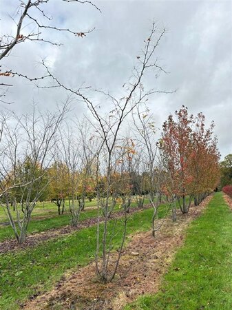 Gleditsia triac. 'Sunburst' 400-500 cm WRB multi-stem - image 1