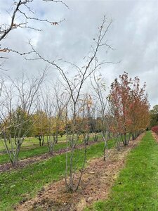 Gleditsia triac. 'Sunburst' 400-500 cm WRB multi-stem
