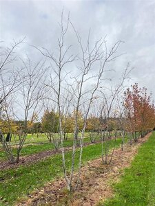 Gleditsia triac. 'Sunburst' 400-500 cm WRB multi-stem - image 2
