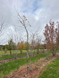 Gleditsia triac. 'Sunburst' 400-500 cm WRB multi-stem - image 3