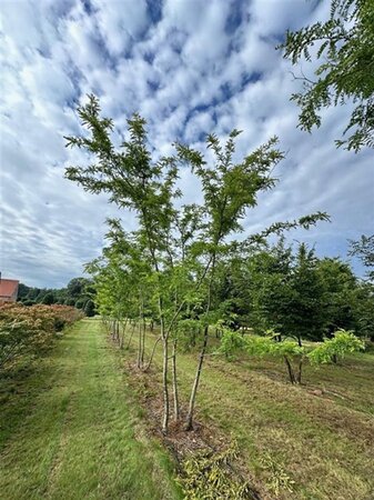 Gleditsia triac. 'Sunburst' 500-600 cm draadkluit meerstammig - afbeelding 1