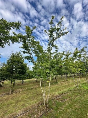 Gleditsia triac. 'Sunburst' 500-600 cm draadkluit meerstammig - afbeelding 2