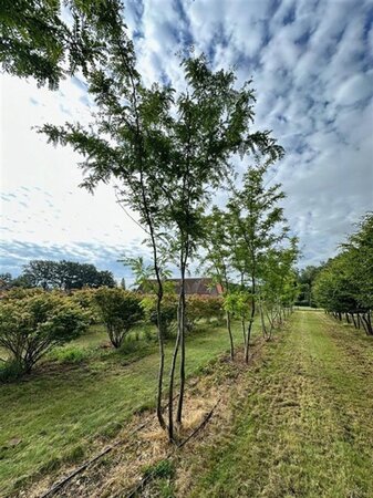 Gleditsia triac. 'Sunburst' 500-600 cm draadkluit meerstammig - afbeelding 4