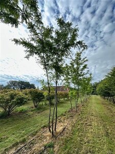 Gleditsia triac. 'Sunburst' 500-600 cm draadkluit meerstammig - afbeelding 4