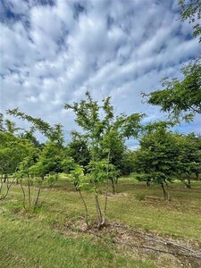 Gleditsia triac. 'Sunburst' 500-600 cm draadkluit meerstammig - afbeelding 6