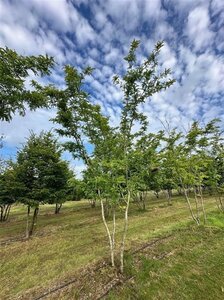Gleditsia triac. 'Sunburst' 500-600 cm WRB multi-stem - image 2