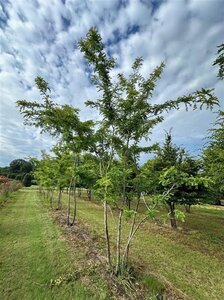 Gleditsia triac. 'Sunburst' 500-600 cm WRB multi-stem - image 3