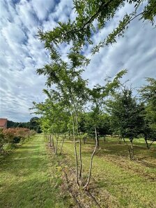 Gleditsia triac. 'Sunburst' 500-600 cm WRB multi-stem - image 5