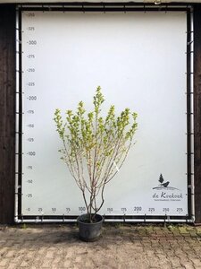 Halesia carolina 175-200 cm container meerstammig paraplu