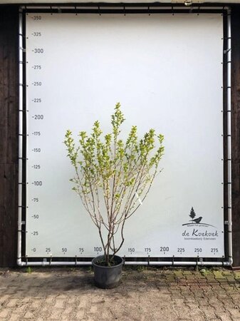 Halesia carolina 175-200 cm container multi-stem paraplu