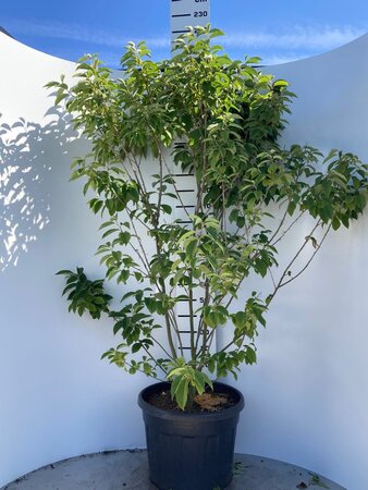 Halesia carolina 200-225 cm cont. 90L multi-stem