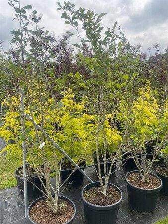 Hamamelis int. 'Arnold Promise' GEEL 175-200 cm cont. 45L meerstammig