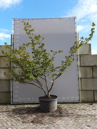 Hamamelis int. 'Pallida' GEEL 300-350 cm WRB multi-stem