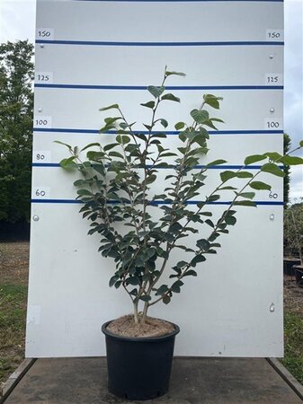 Hamamelis int. 'Westerstede' 100-125 cm cont. 20L meerstammig