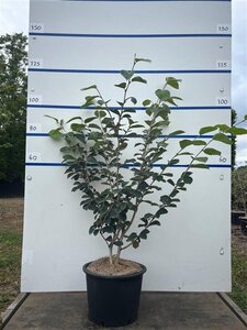 Hamamelis int. 'Westerstede' 100-125 cm cont. 20L meerstammig