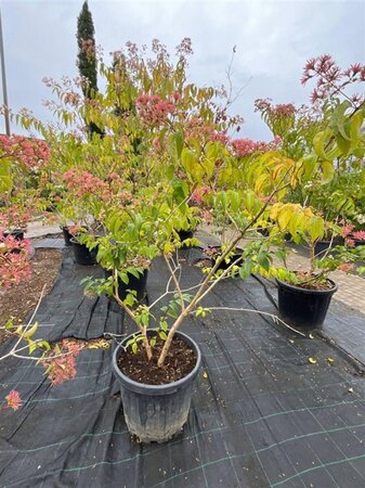 Heptacodium miconioides 100-125 cm container meerstammig