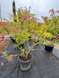 Heptacodium miconioides 100-125 cm container meerstammig