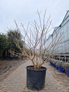 Heptacodium miconioides 125-150 cm container meerstammig - afbeelding 1