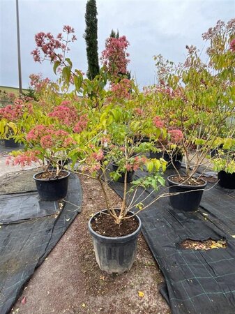 Heptacodium miconioides 125-150 cm container meerstammig