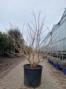 Heptacodium miconioides 125-150 cm container meerstammig - afbeelding 2