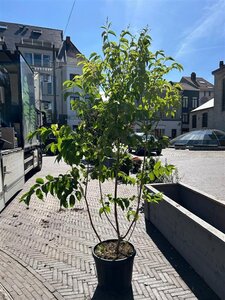 Heptacodium miconioides 150-175 cm cont. 45L meerstammig - afbeelding 2