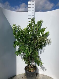 Heptacodium miconioides 150-175 cm cont. 45L meerstammig