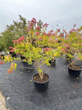 Heptacodium miconioides 150-175 cm container meerstammig - afbeelding 7