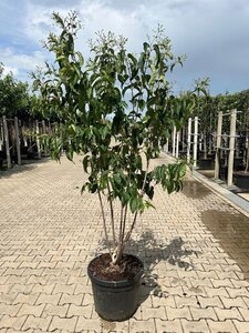 Heptacodium miconioides 150-175 cm container multi-stem