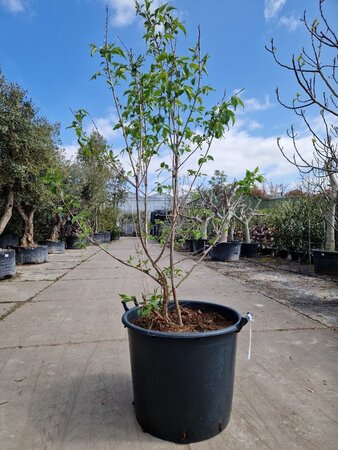 Heptacodium miconioides 150-175 cm container multi-stem - image 3