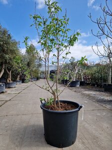 Heptacodium miconioides 150-175 cm container multi-stem - image 3