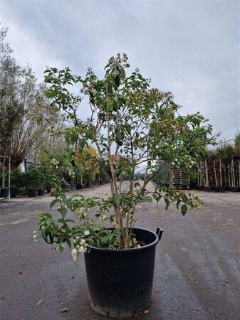 Heptacodium miconioides 150-175 cm container multi-stem - image 7