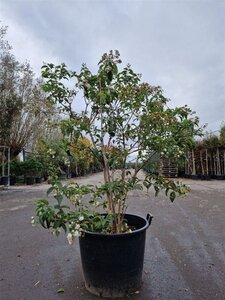 Heptacodium miconioides 150-175 cm container multi-stem - image 7