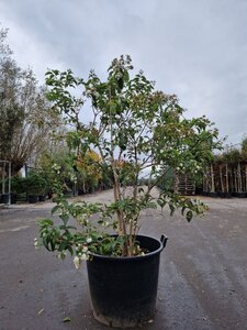 Heptacodium miconioides 150-175 cm container multi-stem - image 5
