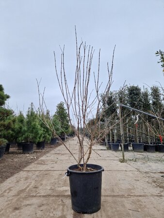 Heptacodium miconioides 150-175 cm container multi-stem - image 6