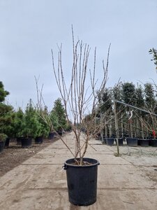 Heptacodium miconioides 150-175 cm container multi-stem - image 6
