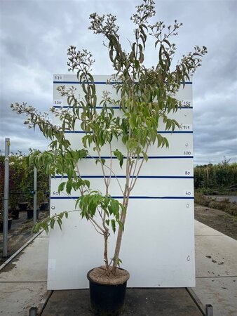 Heptacodium miconioides 175-200 cm cont. 20L meerstammig